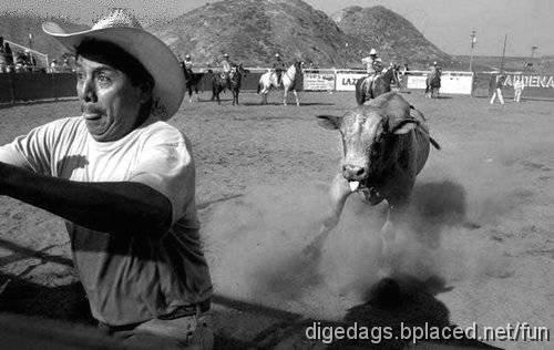 bulls_behind_me.jpg - Una pareja de navojoenses est preparando el divorcio, y dice ella:- "Yo me quedo con el nio, Gerardo..."-.- "No chingues! Y eso por qu?"-.- "Pues porque es mo, no tuyo..."- dice ella.- "Pero si tampoco es tuyo!"- contesta el.- "Cmo que no!? Y quin lo pari?"- pregunta ella.- "No s... T te acuerdas el da que naci?... estando en el sanatorio... se hizo caca y me dijiste que lo cambiara?"-.- "S..."-.- "Pues... Lo cambi!"-.