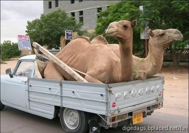 camel+taxi.jpg - Treffen sich ein Elefant und ein Kamel, sagt der Elefant zum Kamel: "Warum hast du deine Titten auf dem Rcken?" Darauf das Kamel: "Wenn ich meinen Pimmel mitten im Gesicht htte, wrde ich die Klappe halten."