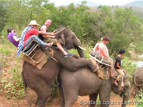 doggy_elephants.jpg - A little kid goes to his dad and asks "Can I have 20 bucks?"The dad replies "What do you want 20 bucks for?" The kid replies "So I can get a guinea pig." The dad snorts; "Guinea pig hell, here's a hundred,get yourself a nice skinny Irish gal."