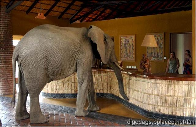 elephant+hotel.jpg - Knock, Knock! Who's there? Elephants.Elephants who?-  "Ella Fintzgerald- I want a double bed!"