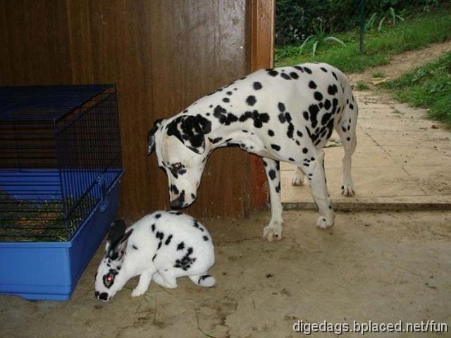 hund+hase+geschwister.jpg - BLIND PEOPLE: Give yourself at least a chance of seeing something by not wearing heavy dark glasses all the time.