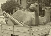 camel+taxi