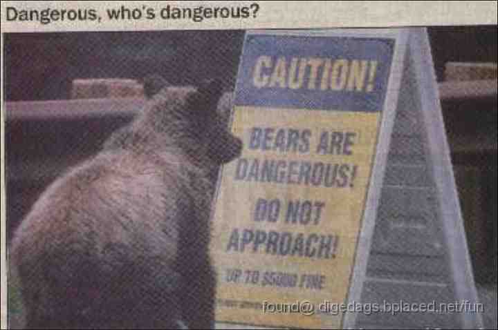 dangarous+bear.jpg