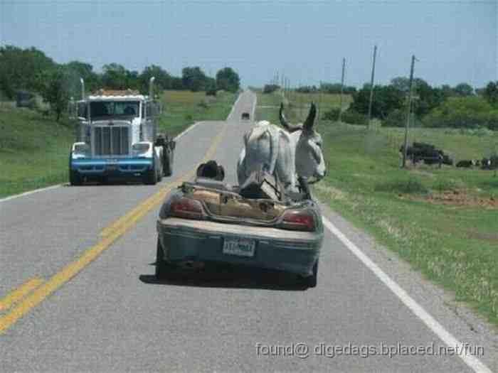 Texas+bulls.jpg