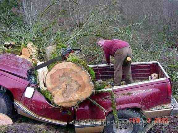 baum+auf+auto.jpg